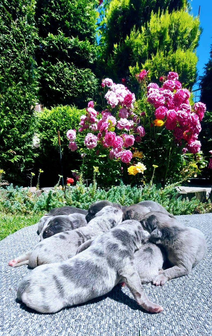 Cane corso Merle