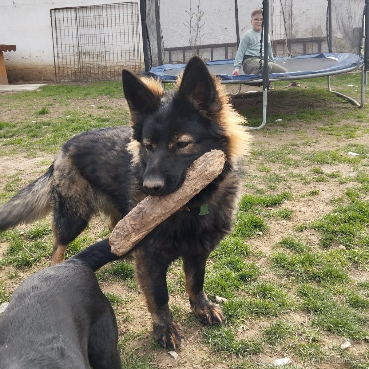 Predám vlciaka dlhosrsteho 2 ročného je to sučka