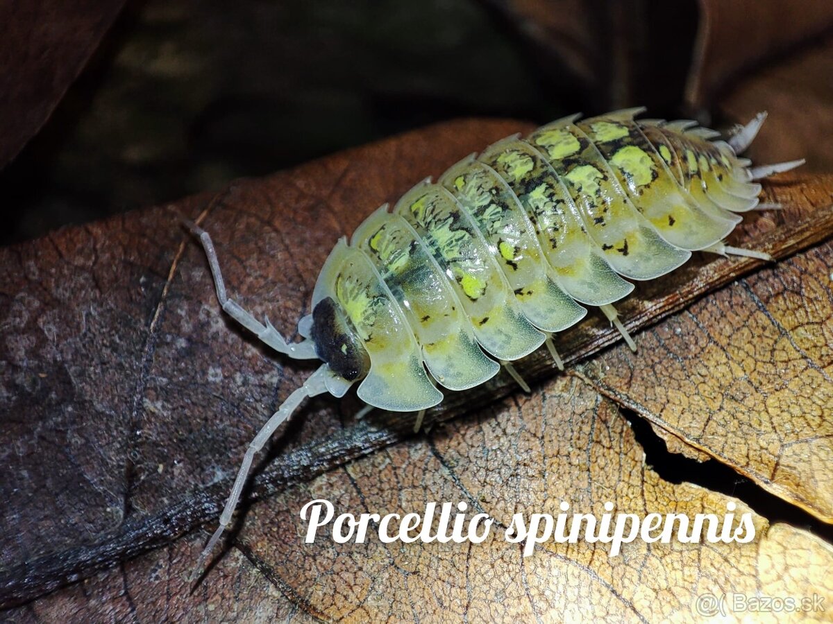 ❤️ Najväčšia ponuka isopod