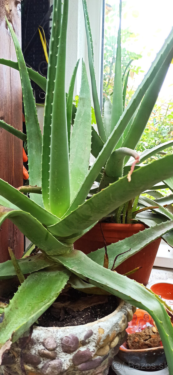 Aloe vera