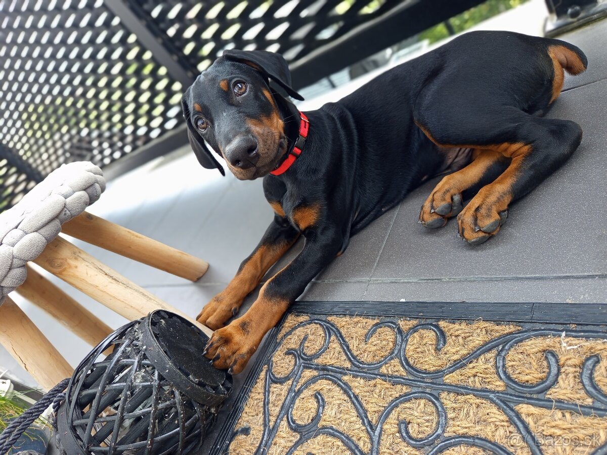 Doberman šteniatka