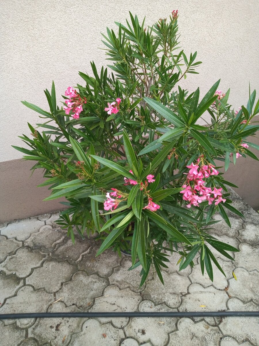 Oleandre
