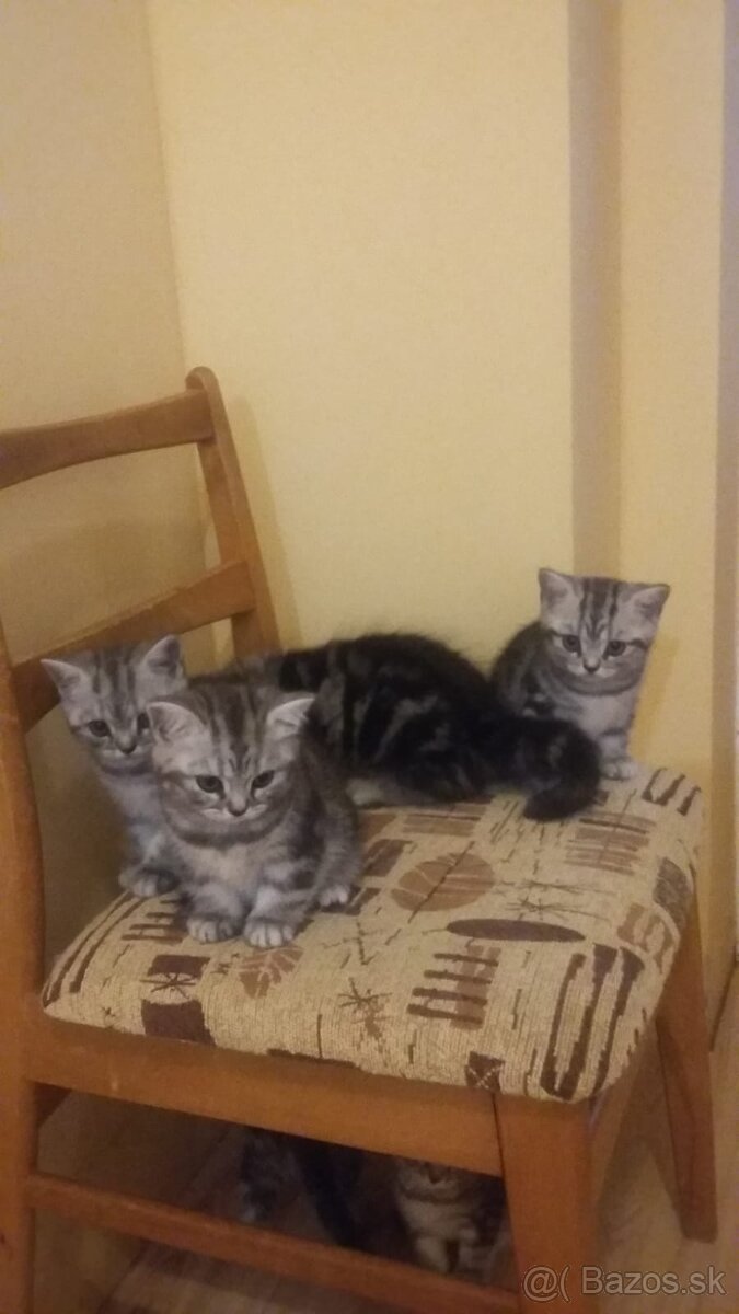 Whiskas mačiatka