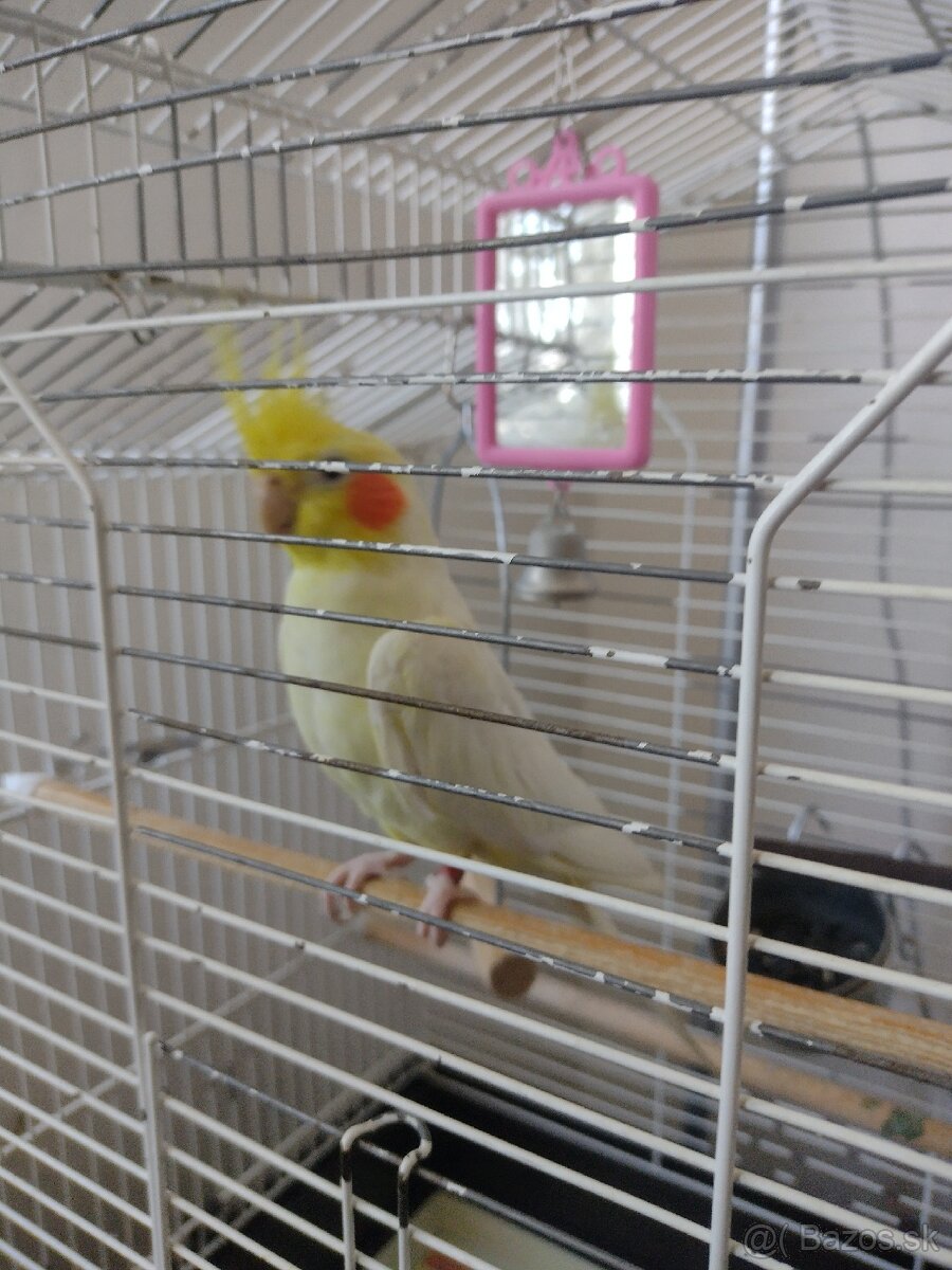 Korela