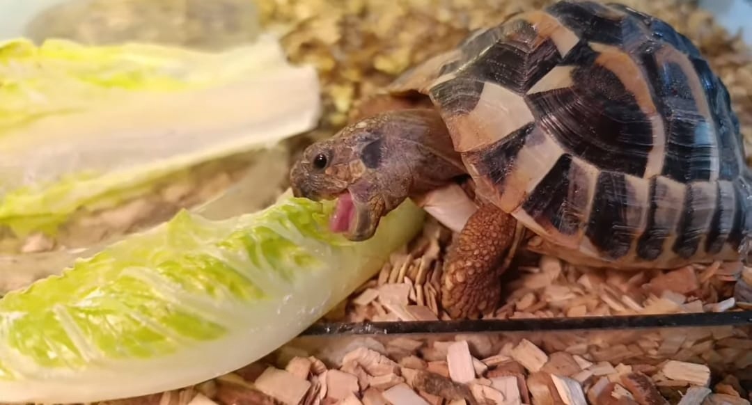 Predám Suchozemskú korytnačkú Testudo Hermanni