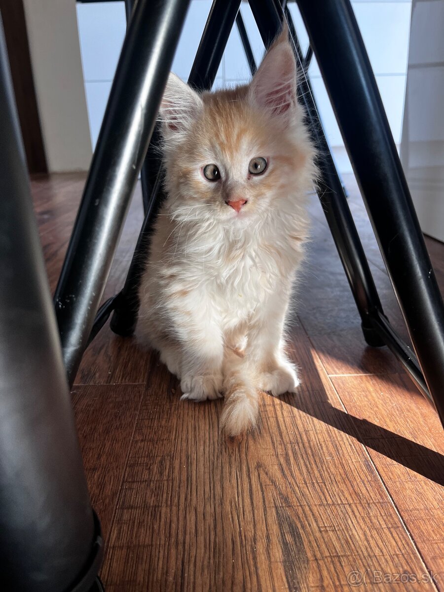 maciatko Fenix s PP/maine coon