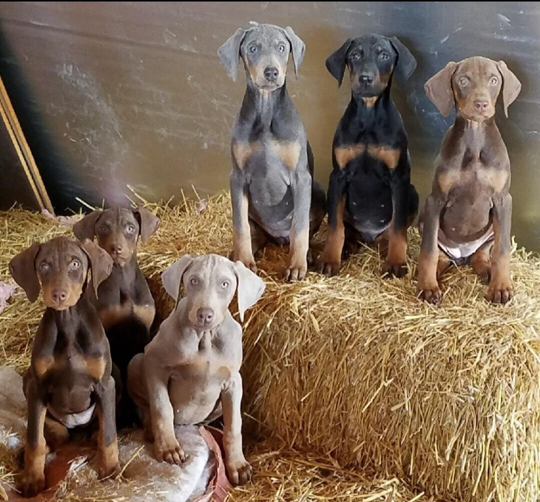 Kúpim (Šteniatko) Dobermana