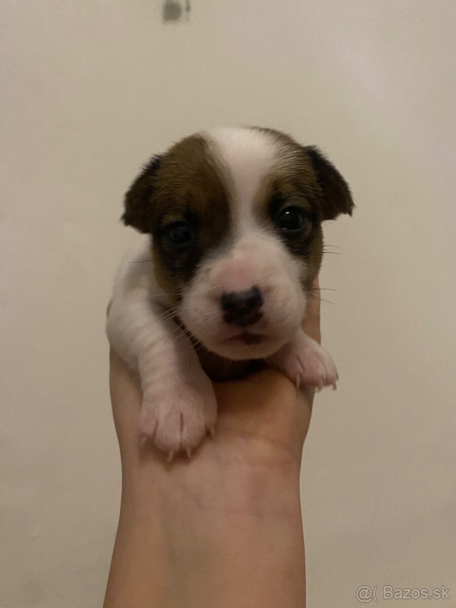 Šteniatka Jack Russel terier