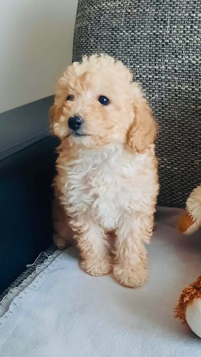 Predám mini toy pudle – šteniatka