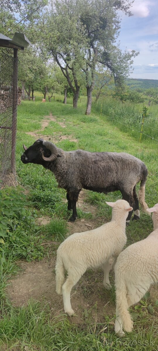 Baran
