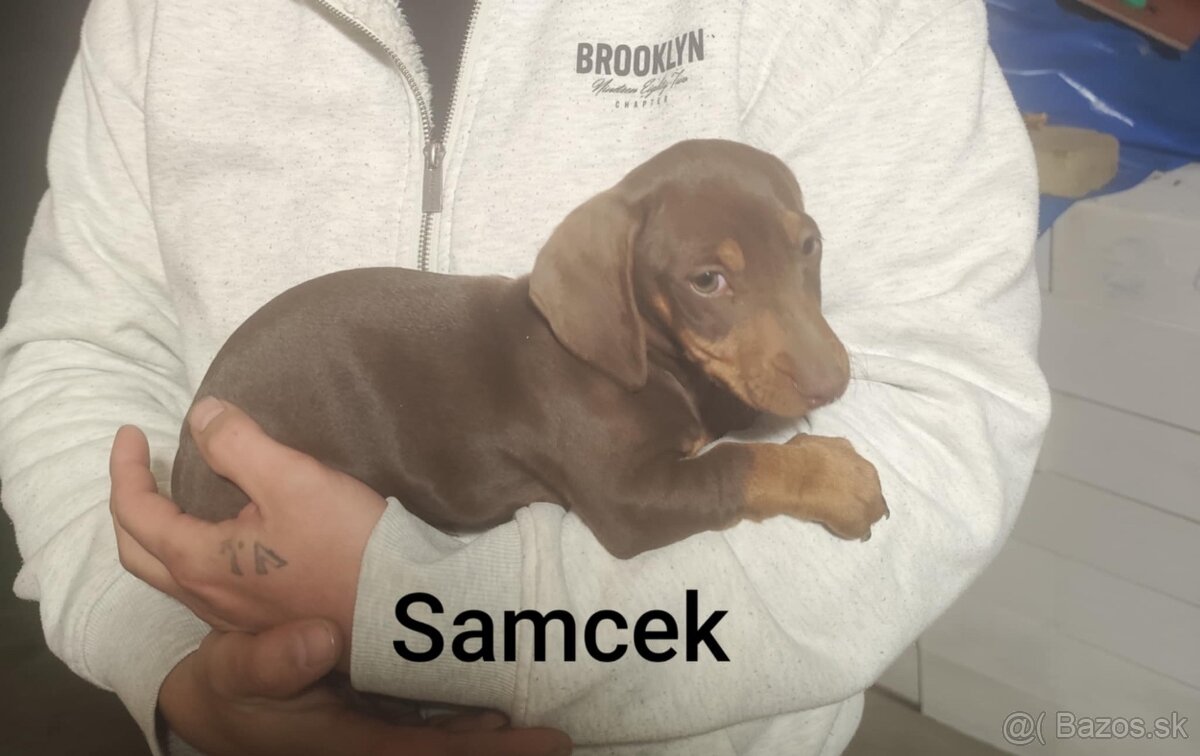 Jazvečík krátkosrstý