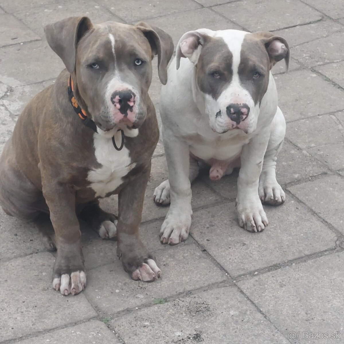 American bully xl/xxl