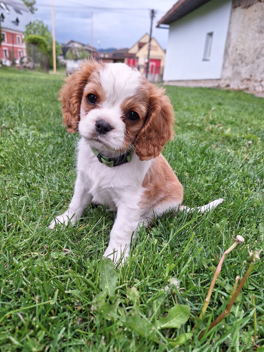 Cavalier king charles spaniel