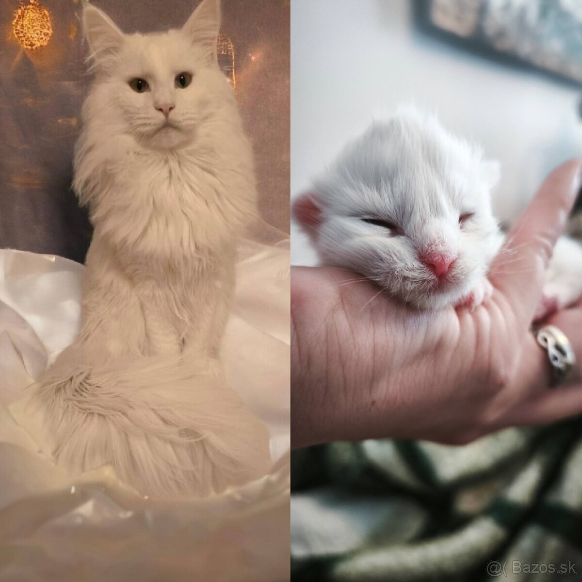 ❤️❤️❤️Maine coon mačiatka mainska myvala mačka ❤️❤️❤️