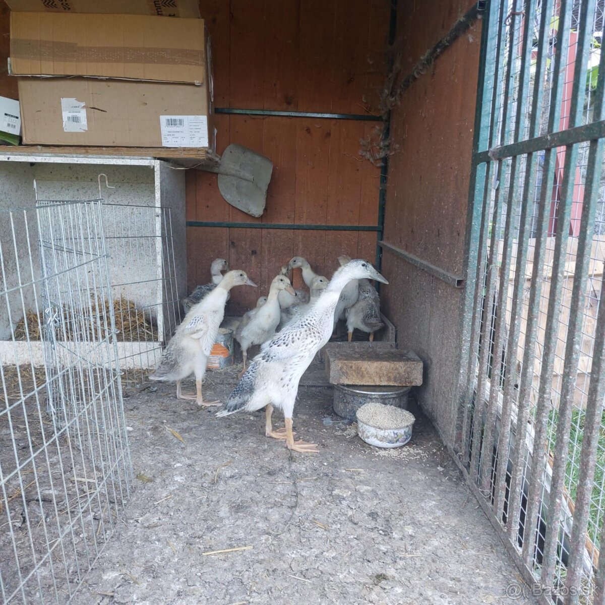 Indický bežec - káčatka 5tyzdnove