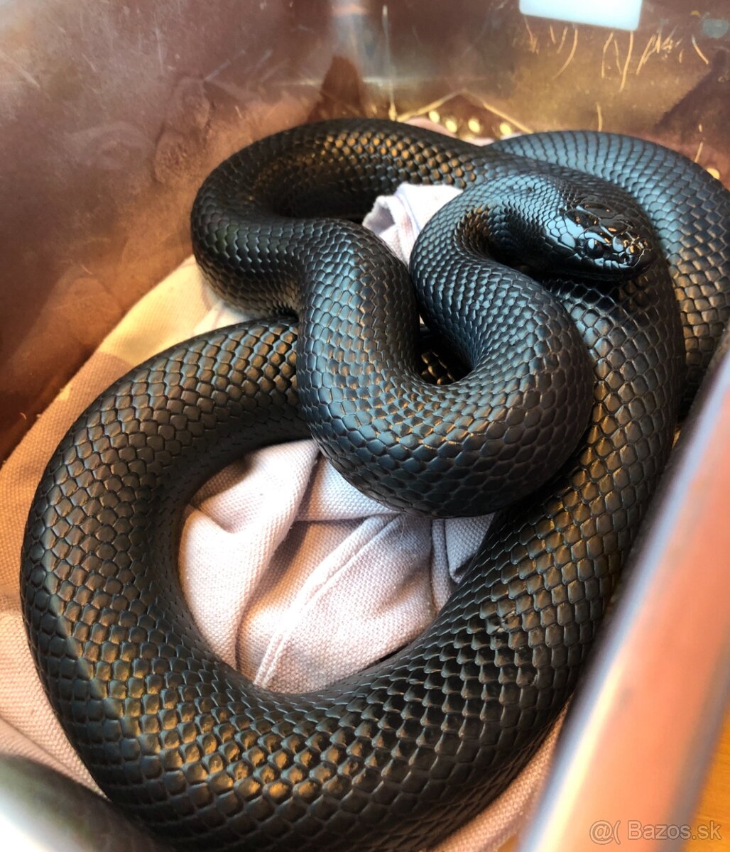 Lampropeltis getula nigrita - Koralovka mexická