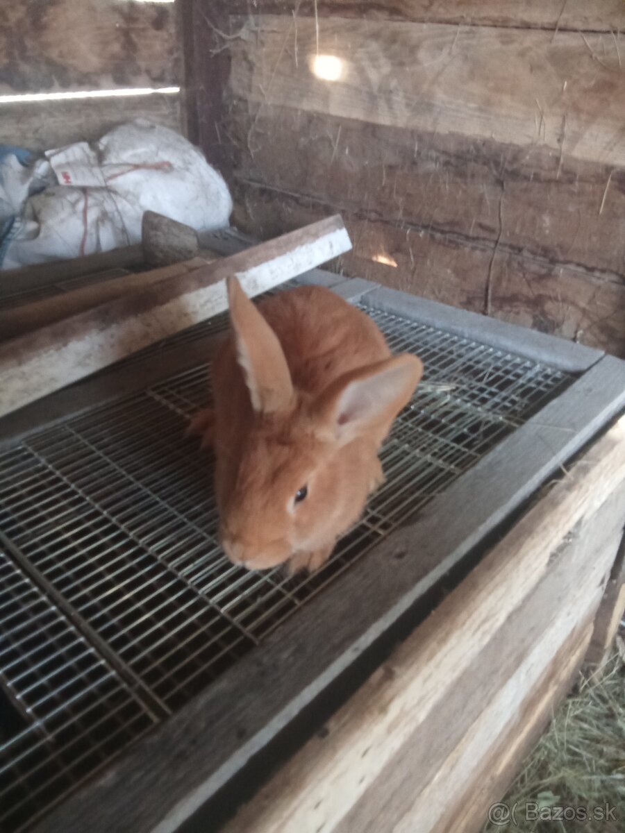 Predám burgundske králiky