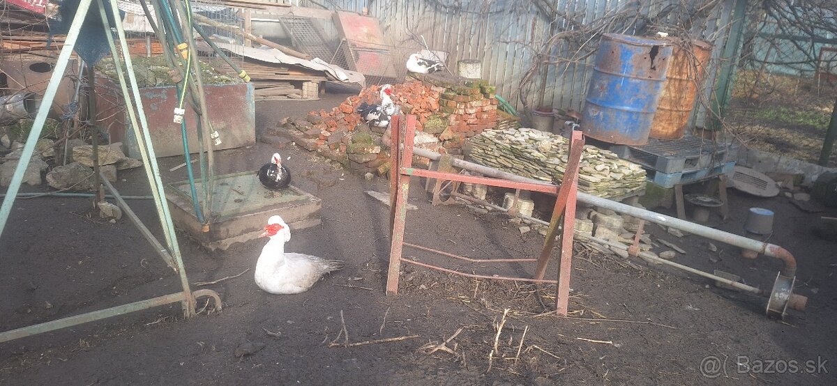 Predám mladého Káčera