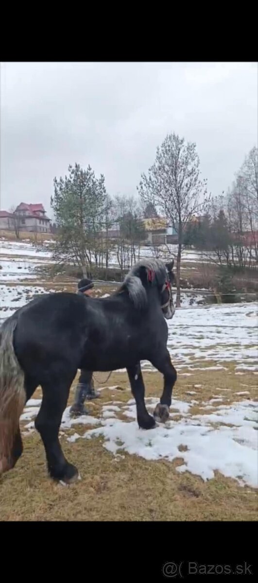 Ogier percheron 2 lata