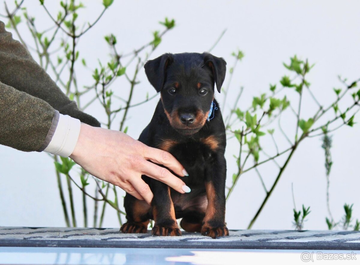 Jagdterrier, jagdterier, teriér