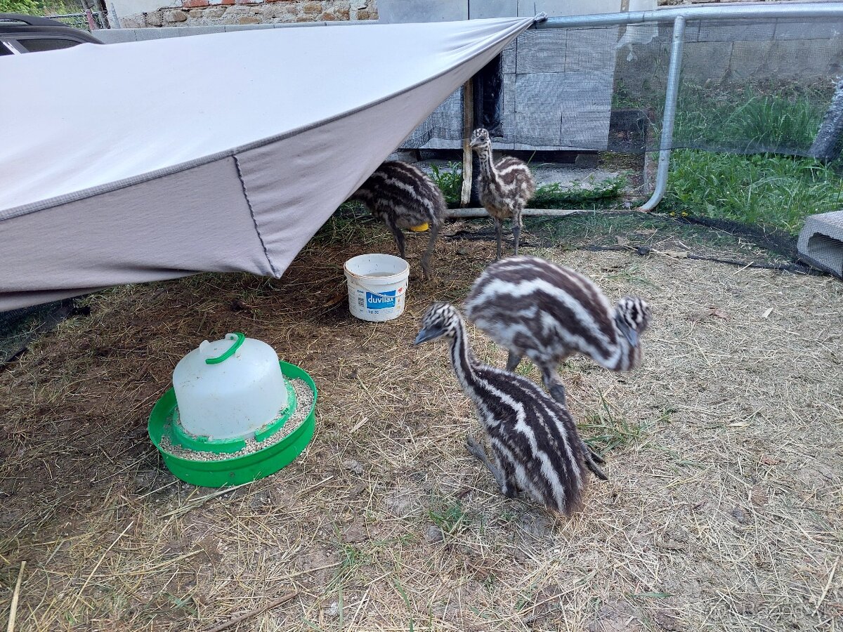 Emu hnedy