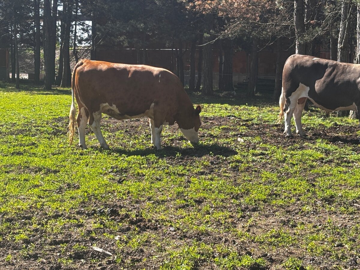 Predám vysoko telné jalovice