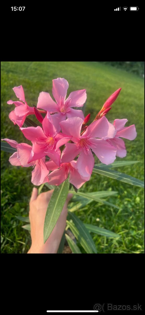 Ružový oleander