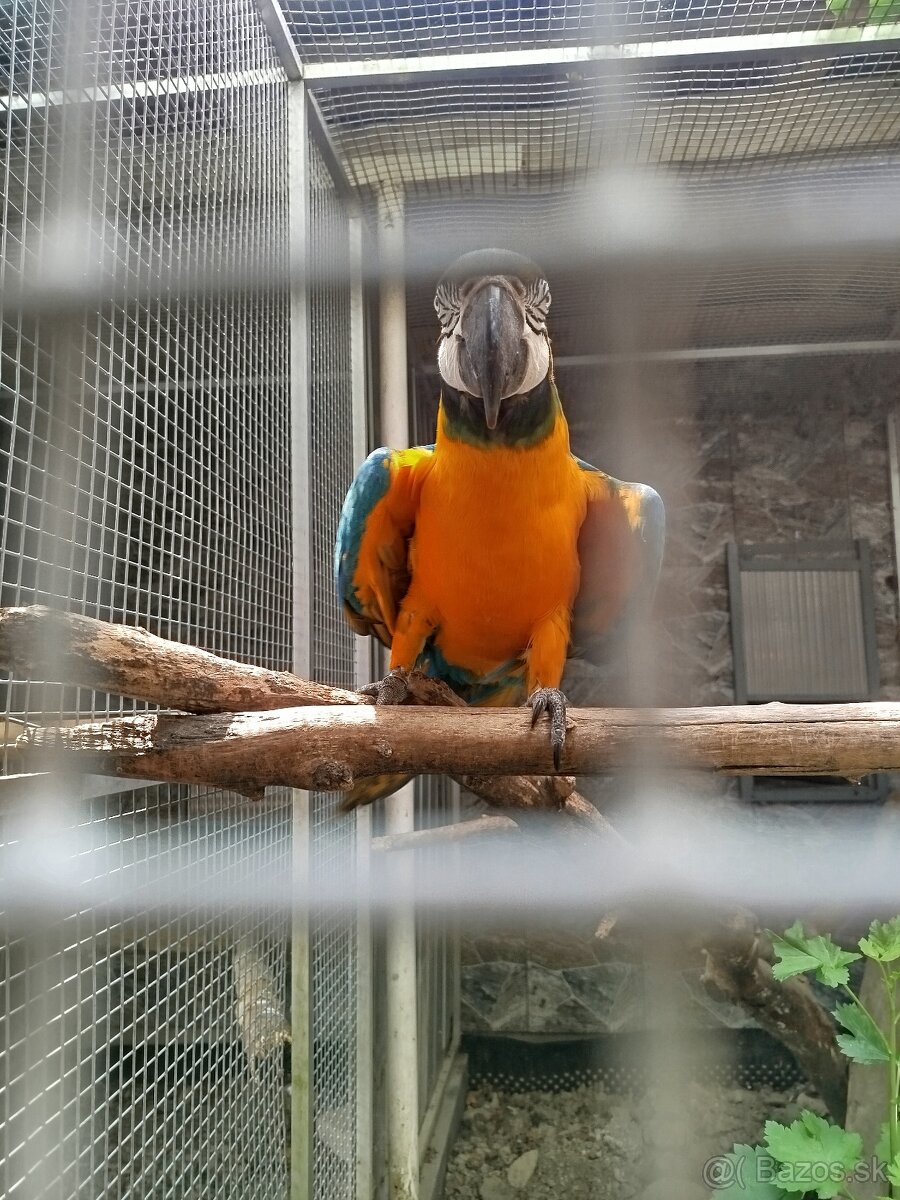Ara ararauna