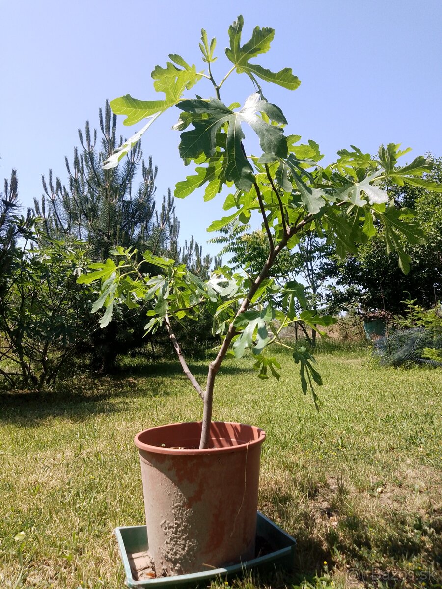 Predám figovník cca 60 cm