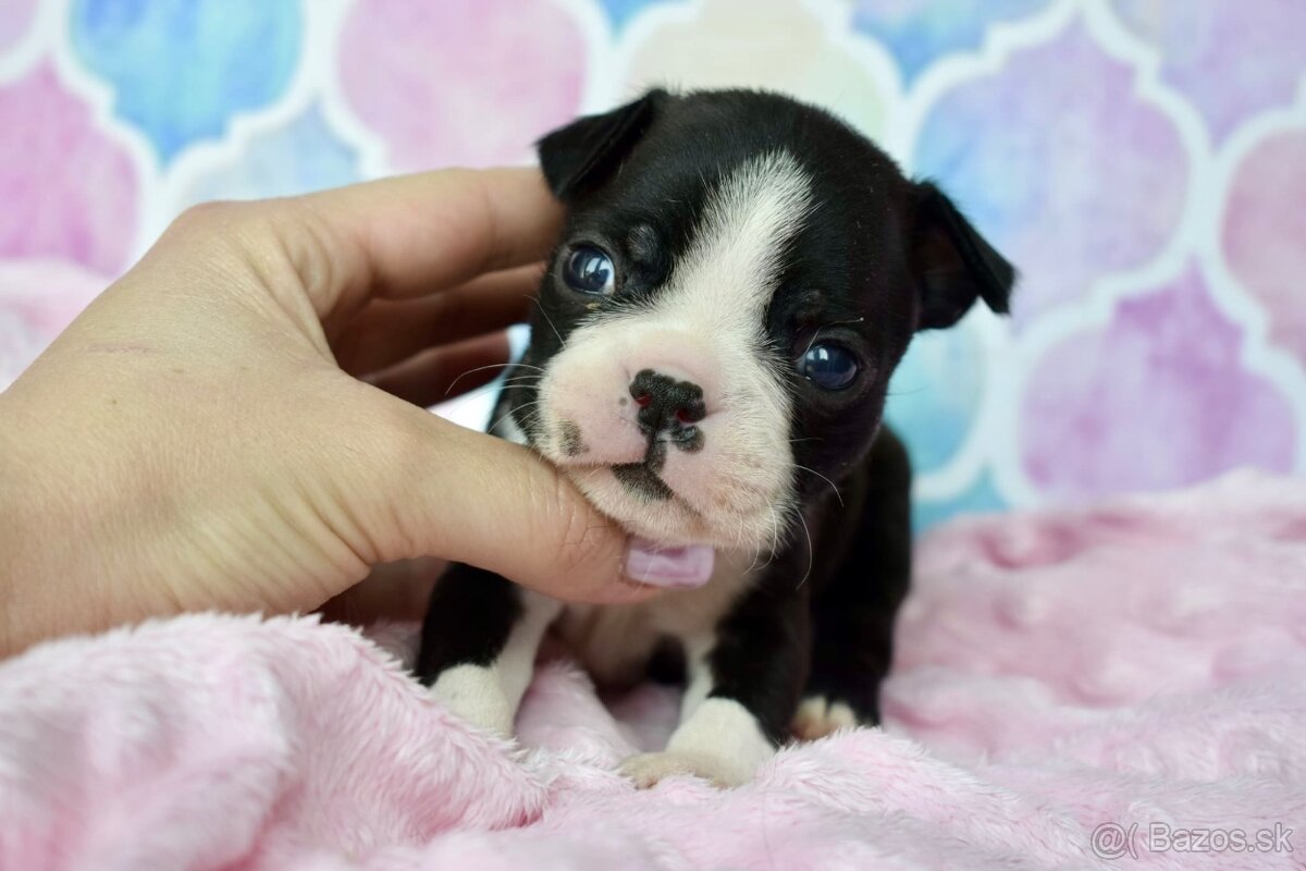 Bostonský teriér boston terrier s PP
