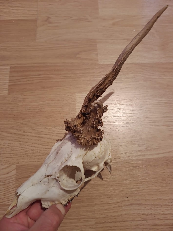 Trofej trofeje parohy parožie zhody,,,,,