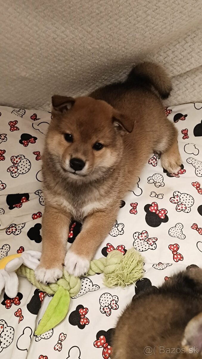 Shiba inu