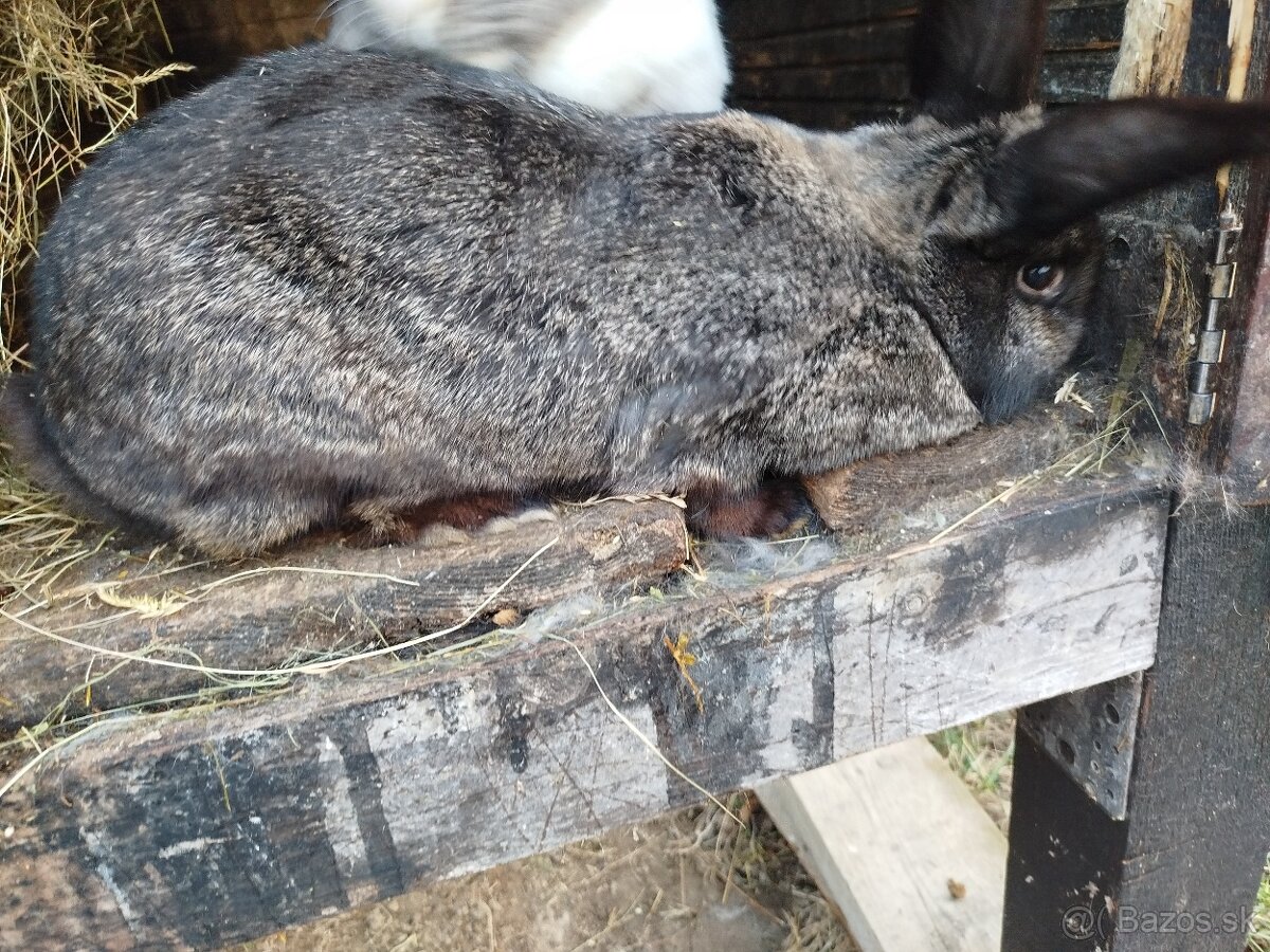 Predám králiky samice