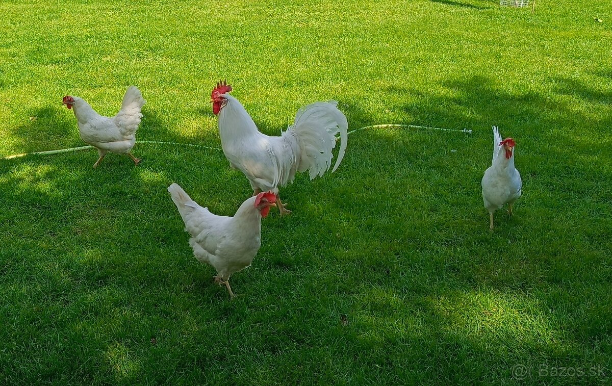 Lenghorn, Leghorn