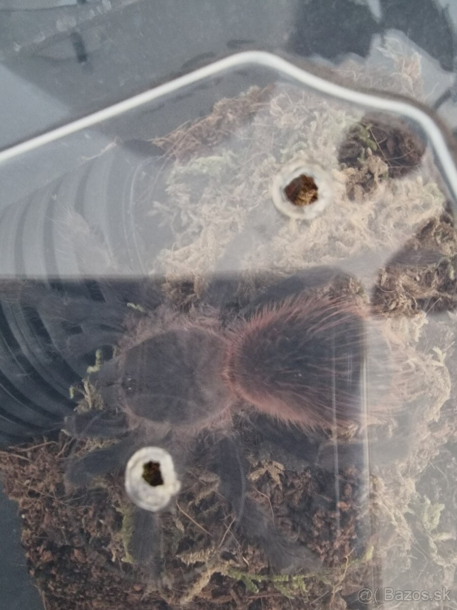 P. Sazimai tarantula