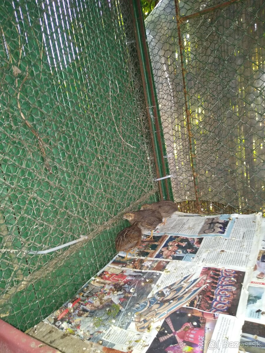 Predám sliepku prepelice čínskej