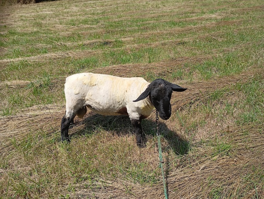 Jednoročný baran Suffolk