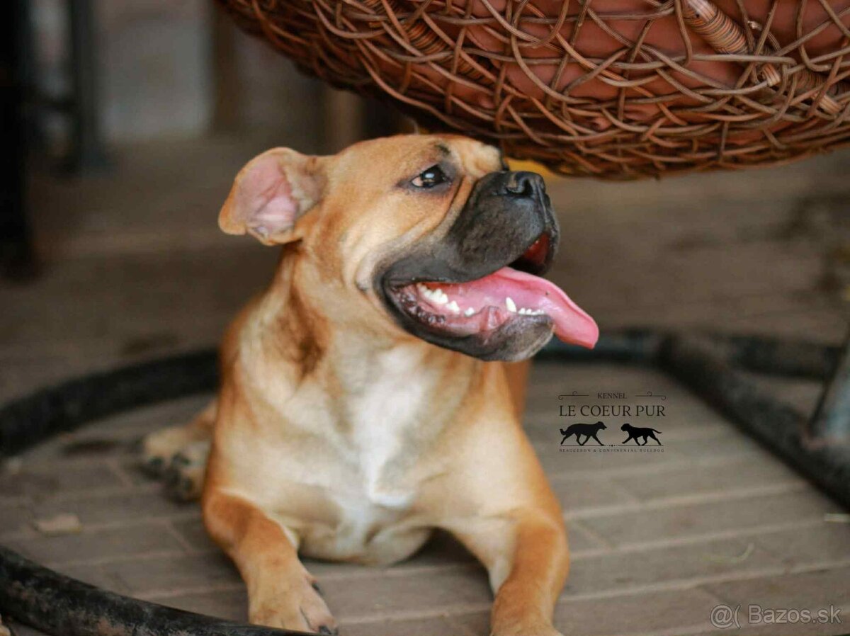 KONTINENTÁLNÍ BULDOK – CONTINENTAL BULLDOG s PP (FCI)
