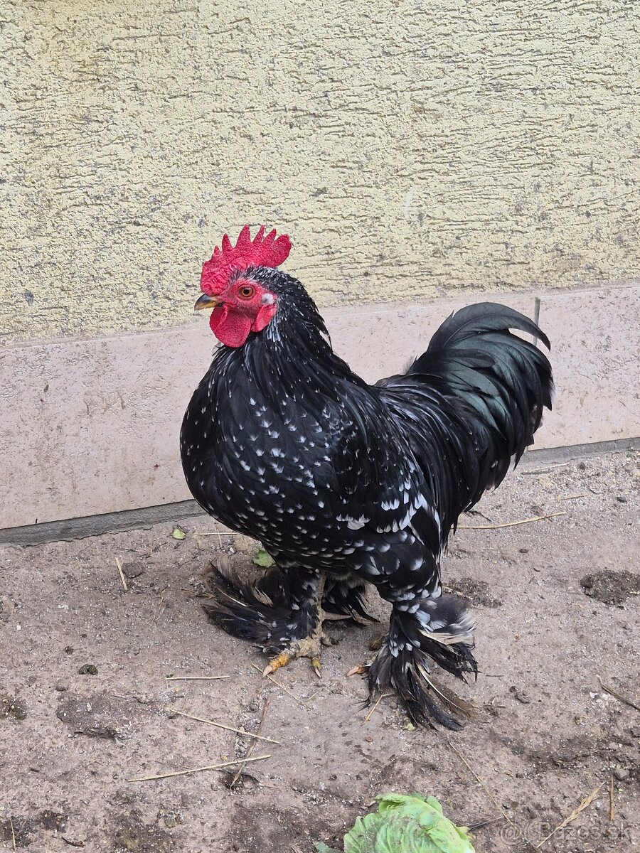 Liliput