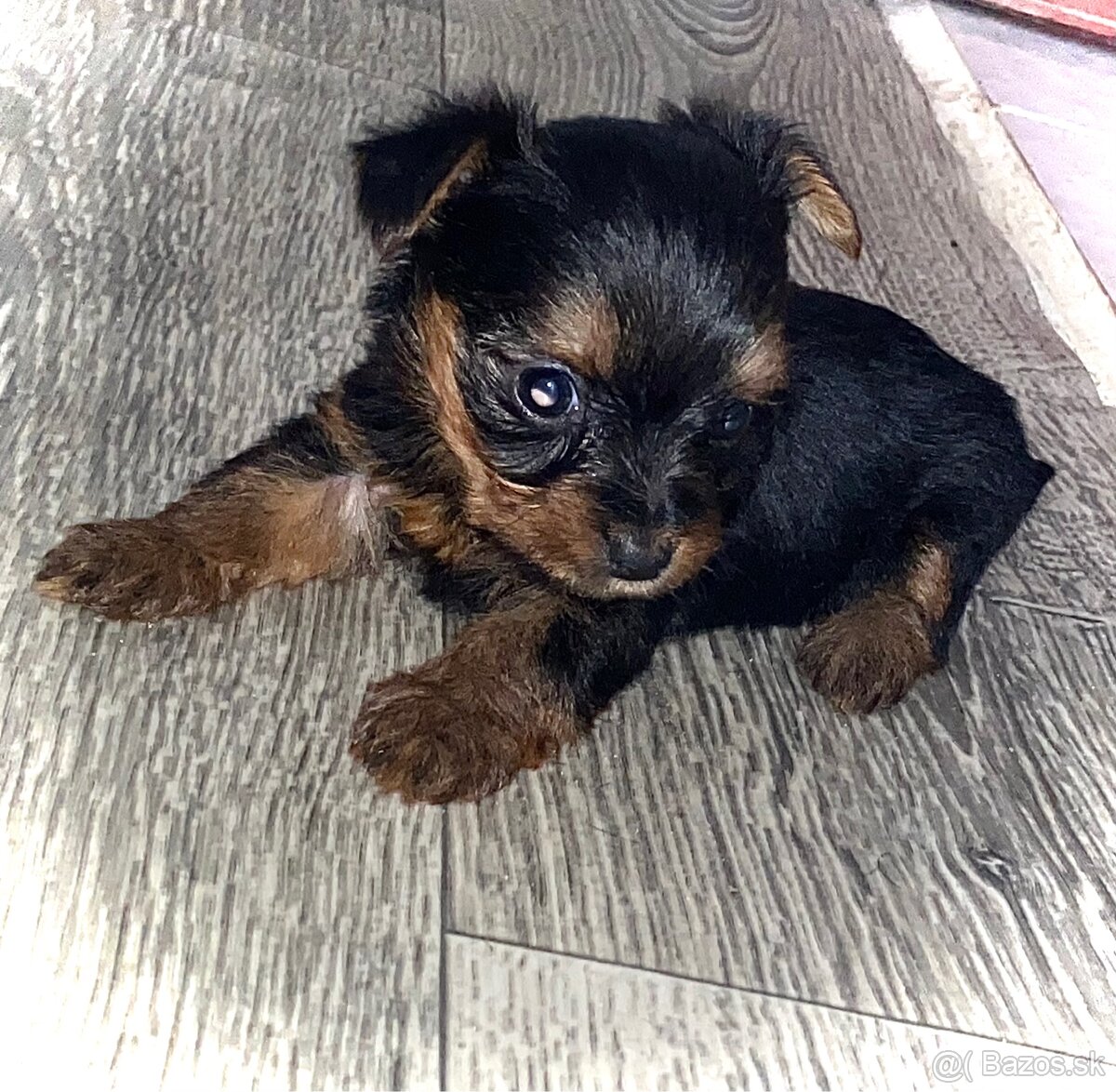 Mini Yorkshire terrier