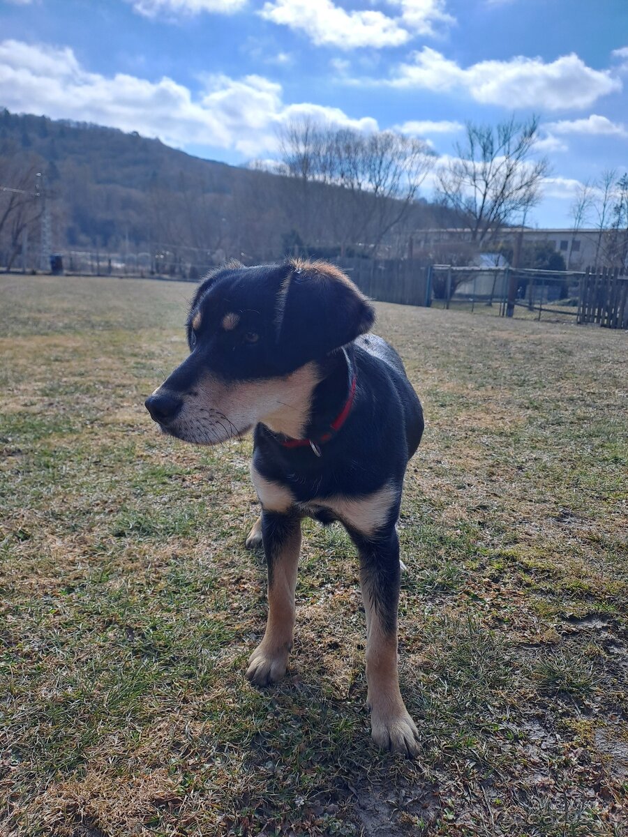 Predám šteniatko labradora (kríženec)