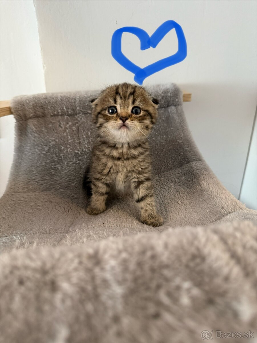 Škótske Klapouché/Rovnouché (Scottish Fold/Straight)