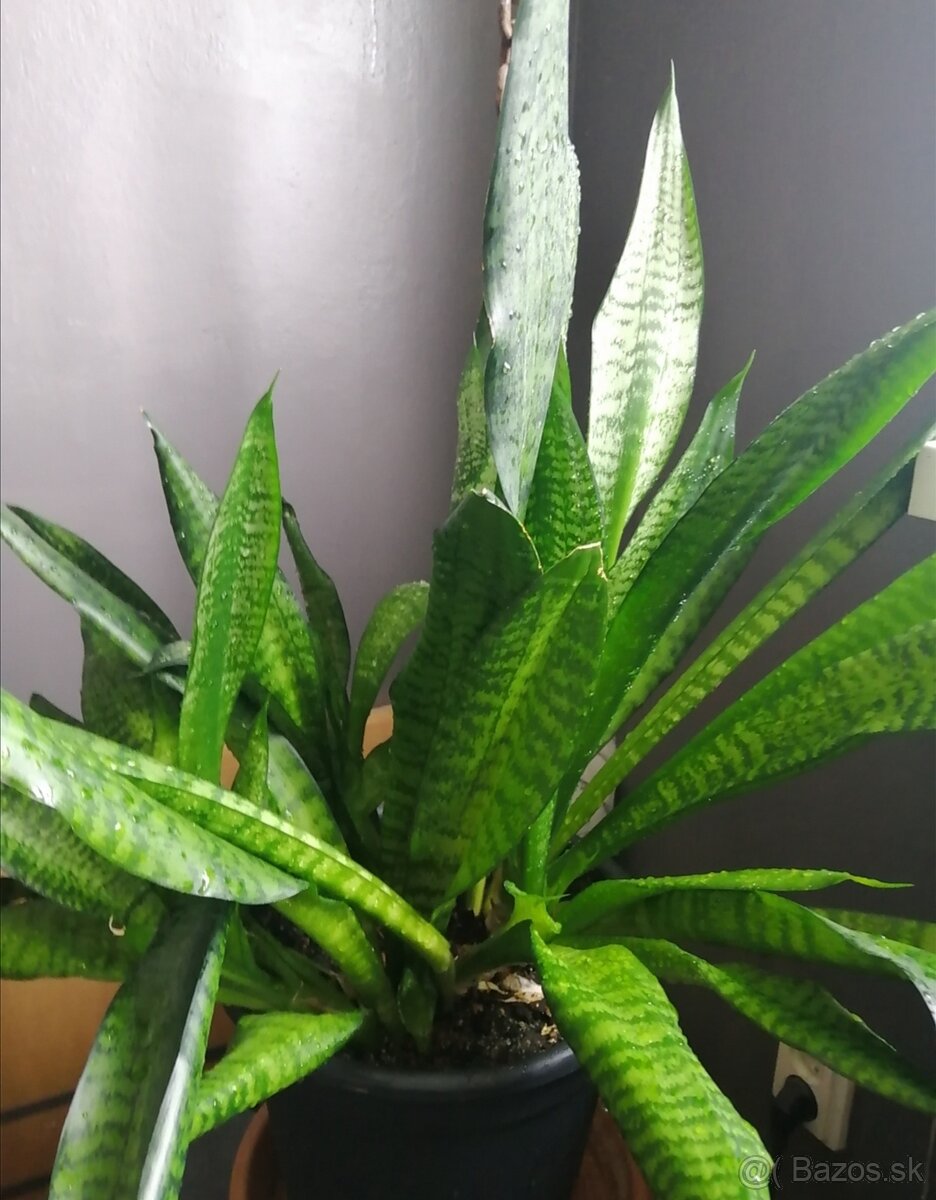Svokrin jazyk - Sansevieria