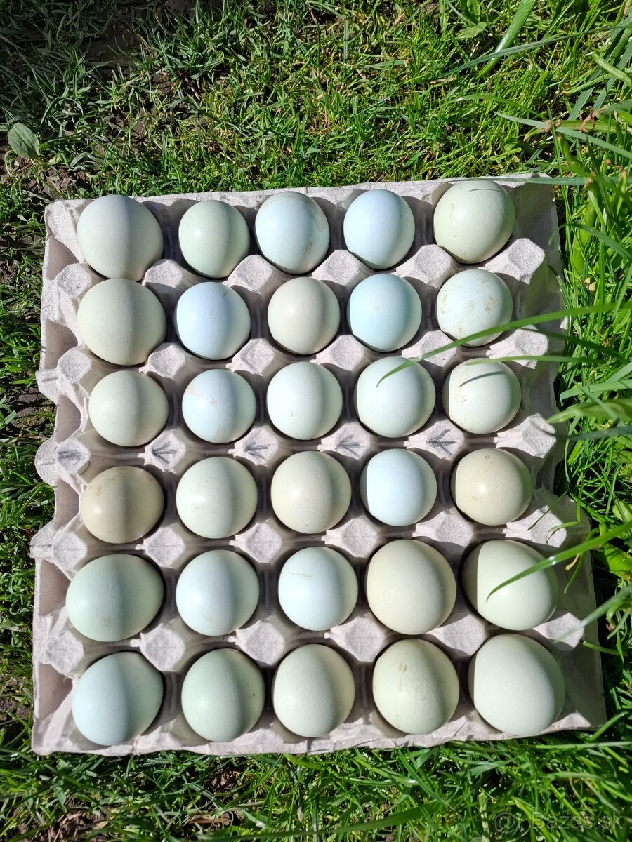 NV araucana
