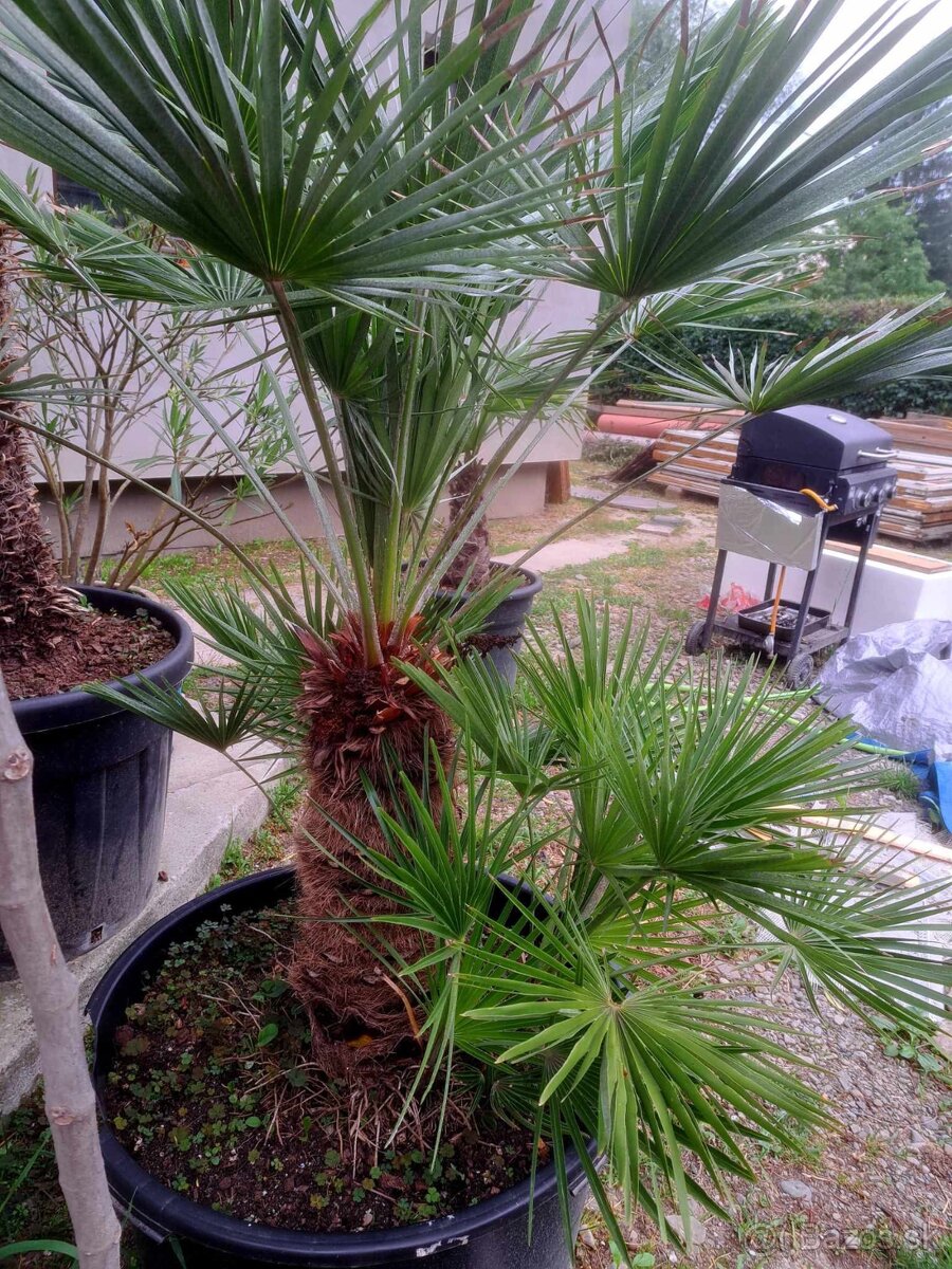 Chamaerops humilis