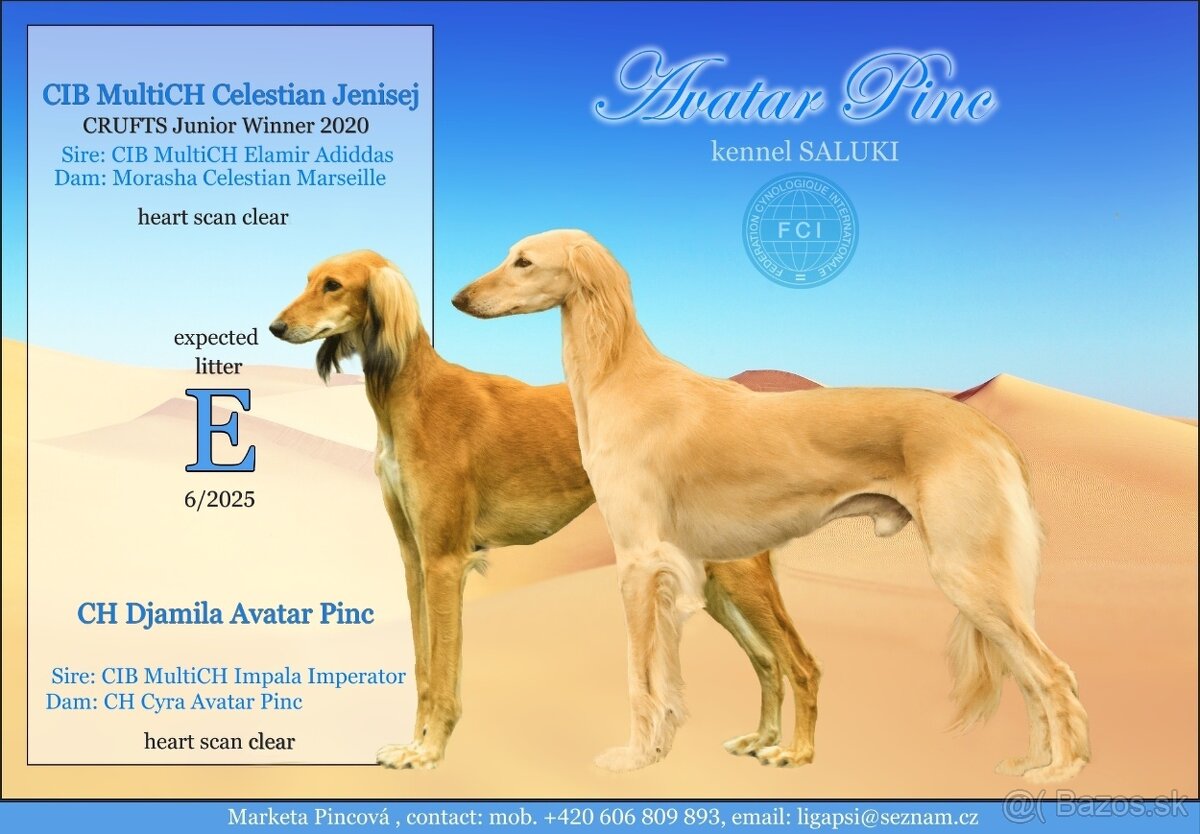 Saluki - Perský chrt