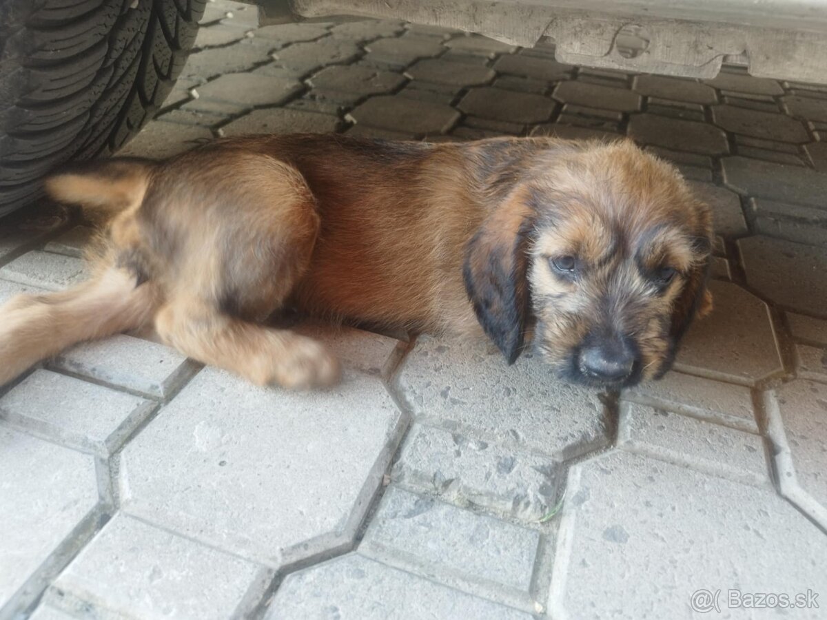 Štajerský durič