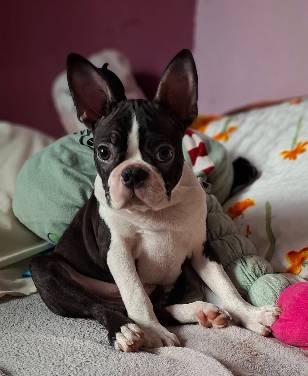 Boston,Bostonský teriér,Boston Terrier s PP