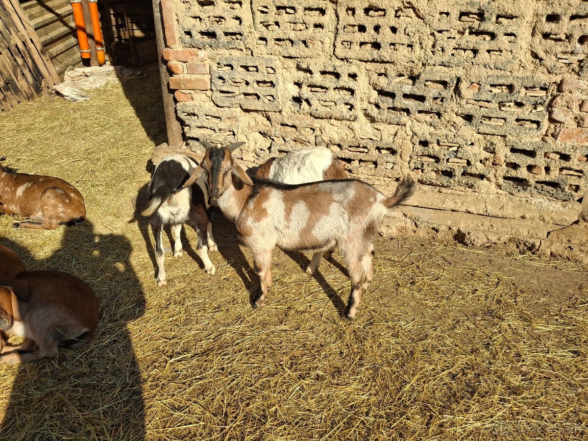 Capko