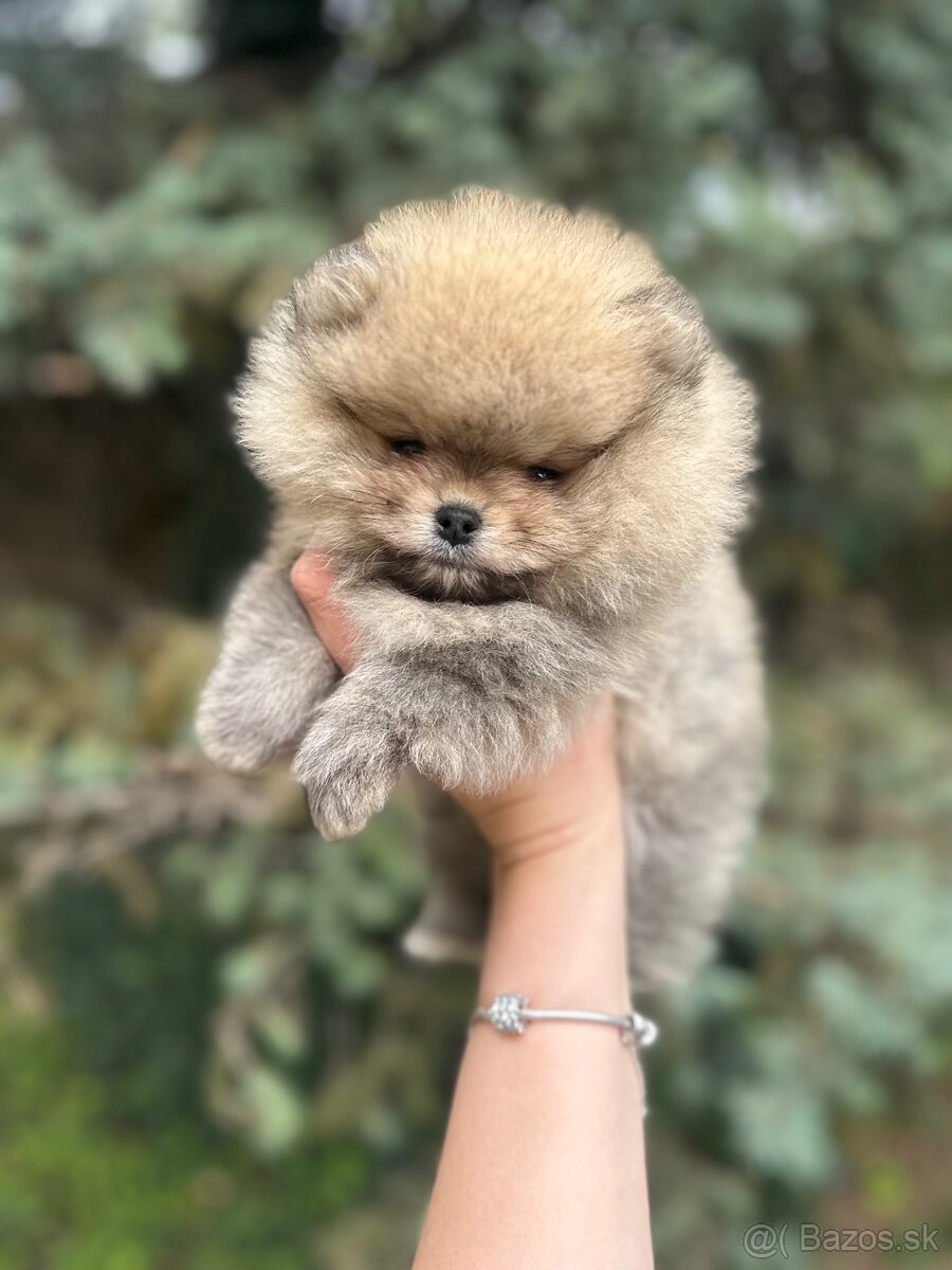 Pomeranian Boo-šteniatká na predaj
